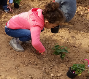 Les élèves de l'école Paul Pascon créent un jardin pendant la semaine de l'environnement, Laâyoune, novembre 2016