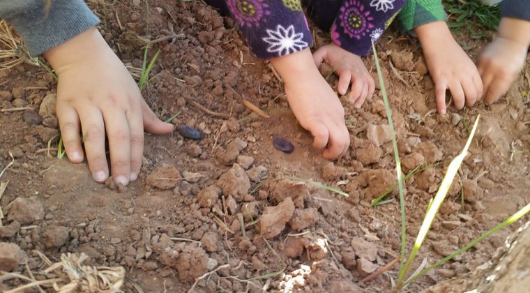 Projet permaculture (Marrakech) – 2016