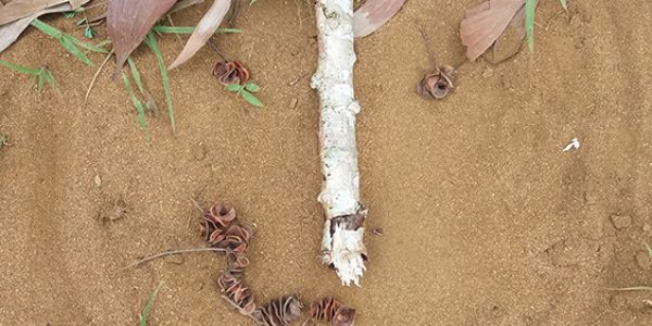 Journée de l’arbre, Ecole primaire Perenco de Muanda, décembre 2017