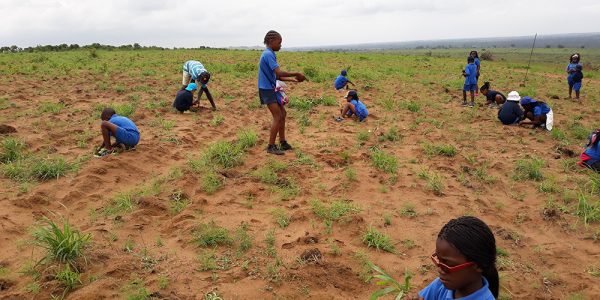 Journée de l’arbre, Ecole primaire Perenco de Muanda, décembre 2017